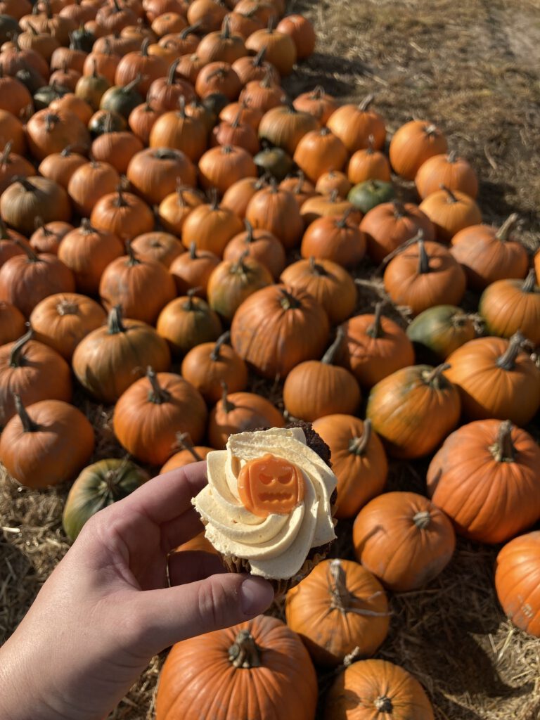 Pompoenen, græskar, halloween, GAARDENS GRØNT